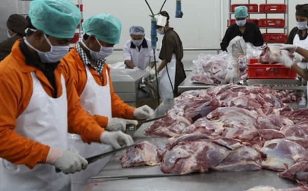 Beef Export India